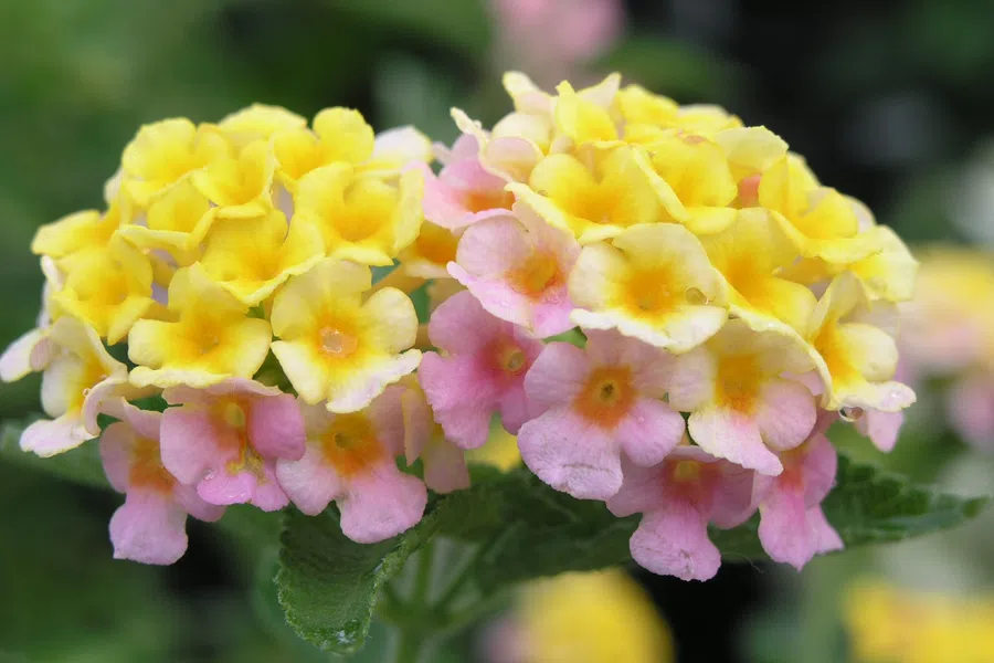 Close-up of yellow and pink lantana flowers in a garden with green foliage background