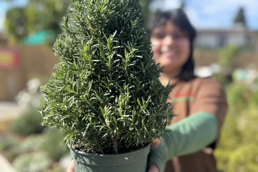 Person holding a green potted rosemary plant outdoors with blurred background and sunny sky.