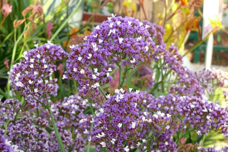 Close-up of vibrant purple statice flowers blooming in a garden with green foliage and blurred background.
