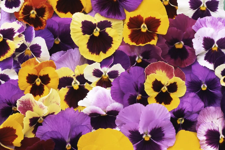 Close-up of colorful pansy flowers in purple, yellow, and white with dark centers densely covering the frame.