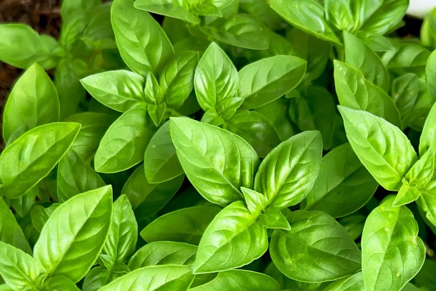 Top view of fresh green basil plants growing in a white planter with soil on a concrete surface.