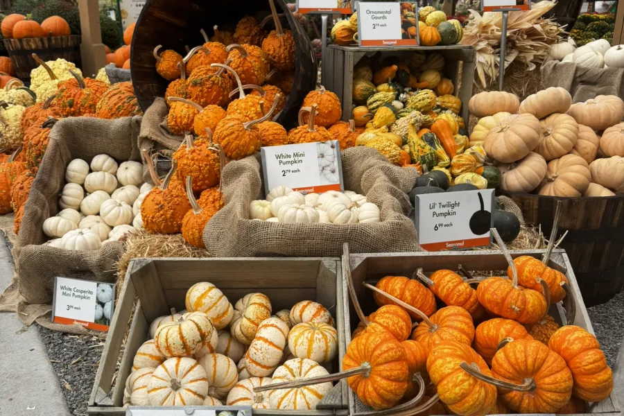 Variety of colorful pumpkins and gourds displayed in wooden crates at a rustic outdoor market stand.