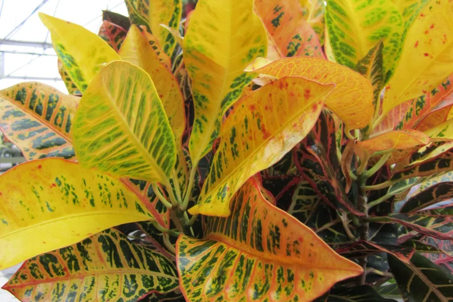 Colorful croton plant leaves with shades of yellow, green, and orange in a greenhouse setting.