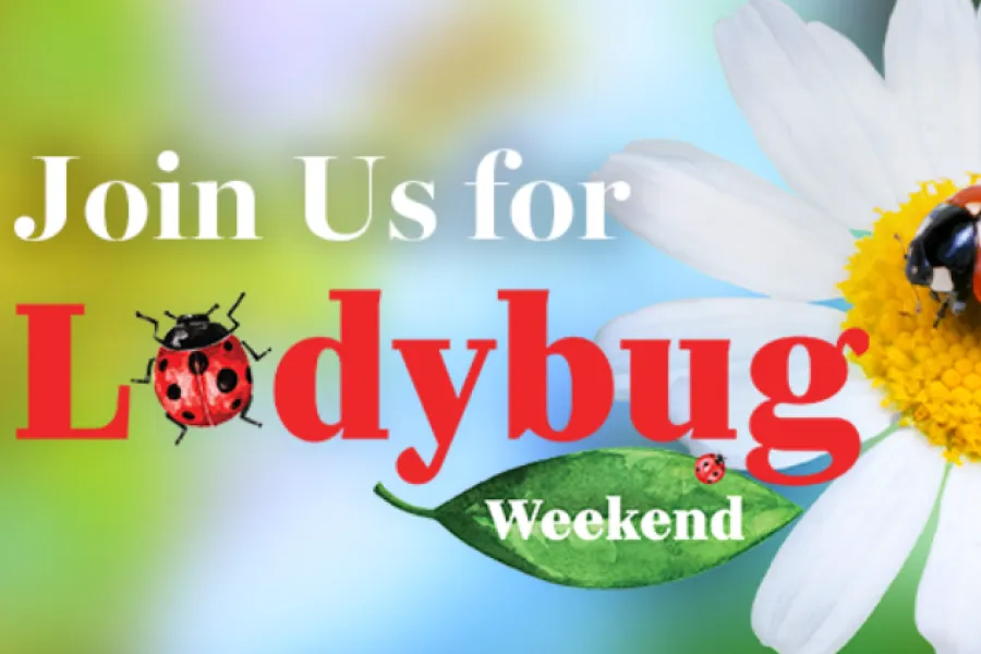 Close-up of a ladybug on a white daisy with text inviting to Ladybug Weekend event.