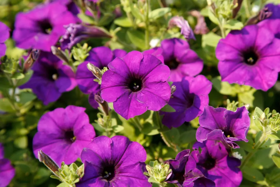Close-up of vibrant purple petunia flowers blooming with green leaves in natural sunlight.