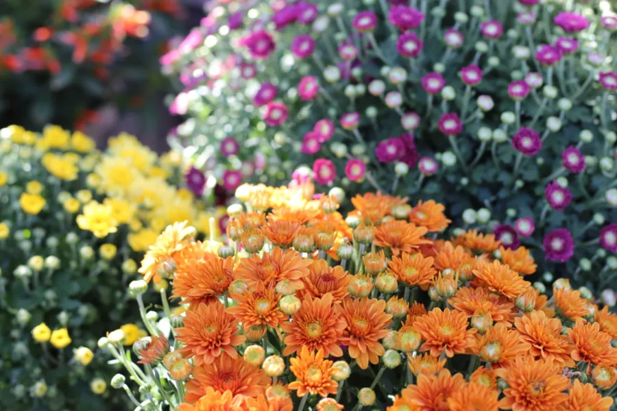 Clusters of vibrant orange, yellow, and purple chrysanthemums in full bloom in a sunlit garden.