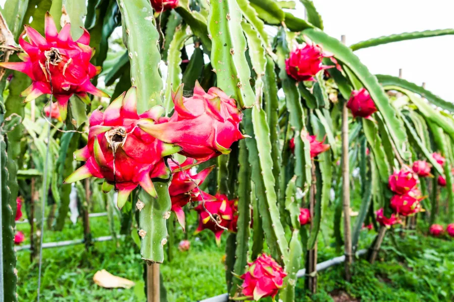 Rows of dragon fruit cacti with ripe red fruits growing in a farm under natural light.