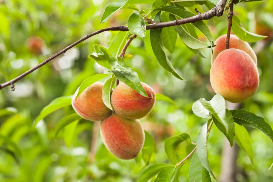Ripe peaches hanging from tree branches surrounded by green leaves in an orchard setting.