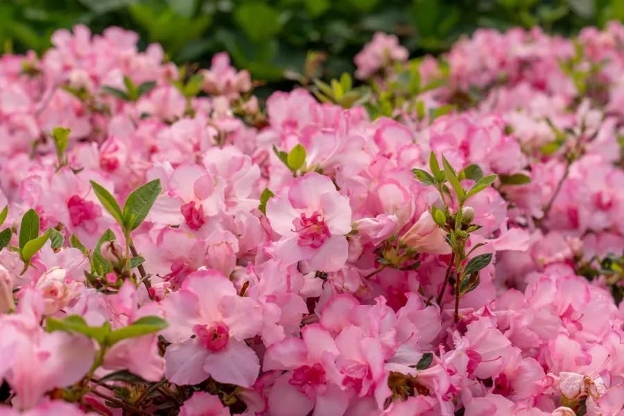 Close-up of vibrant pink azalea flowers with green leaves in soft natural light outdoors.