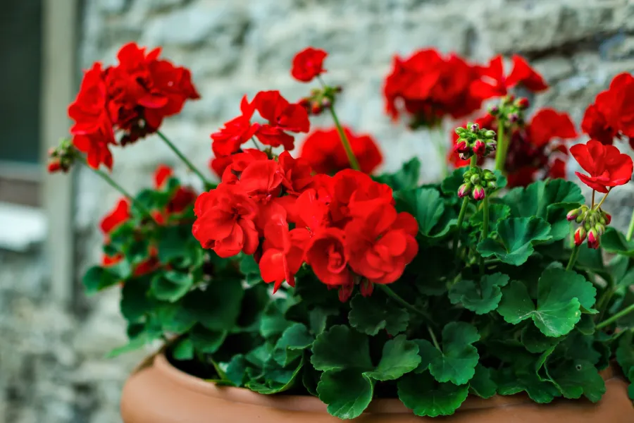 Bright red geranium flowers blooming in a terracotta pot against a textured stone wall.