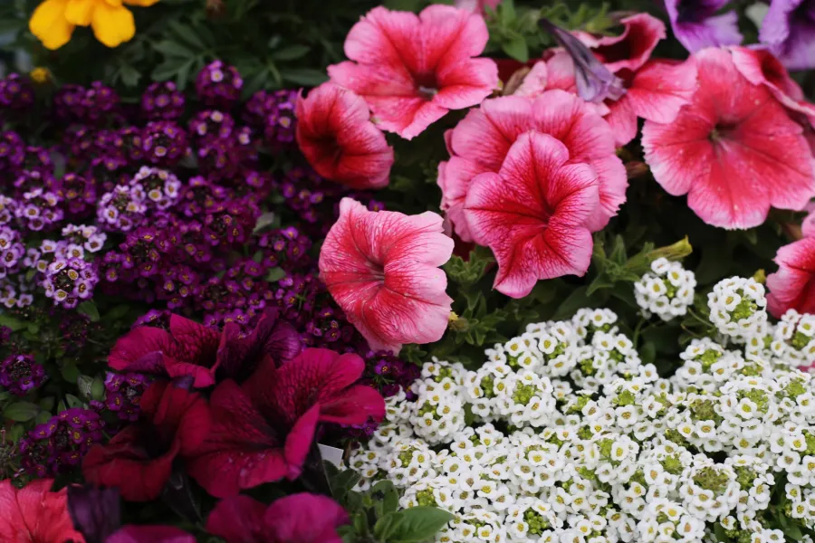 Colorful flowers including pink petunias, white alyssum, purple lobelia, and yellow marigolds in a vibrant garden bed.