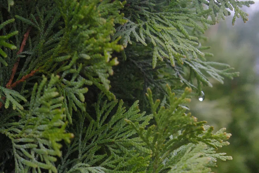 Close-up of lush green cedar tree branches with detailed needles and water droplets hanging from tips.
