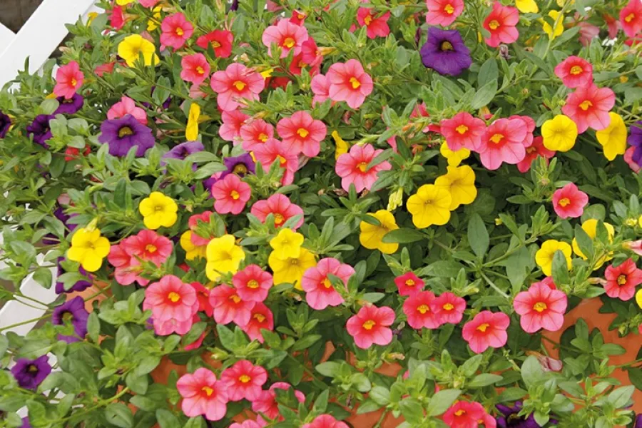 Colorful pink, yellow, and purple petunias blooming densely in a garden with green leaves and a white picket fence.