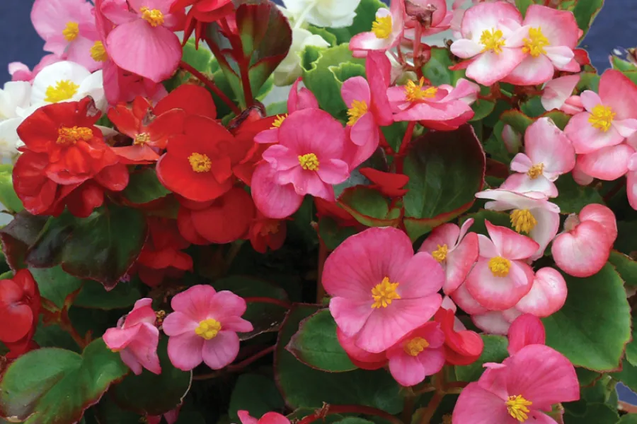 Close-up of vibrant pink, red, and white begonia flowers with green leaves in natural light outdoors.