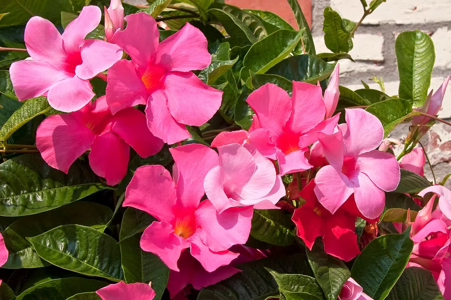Bright pink mandevilla flowers with lush green leaves against a rustic white brick wall background.