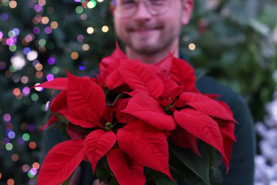 Person holding a vibrant red poinsettia plant with festive blurred Christmas lights in the background