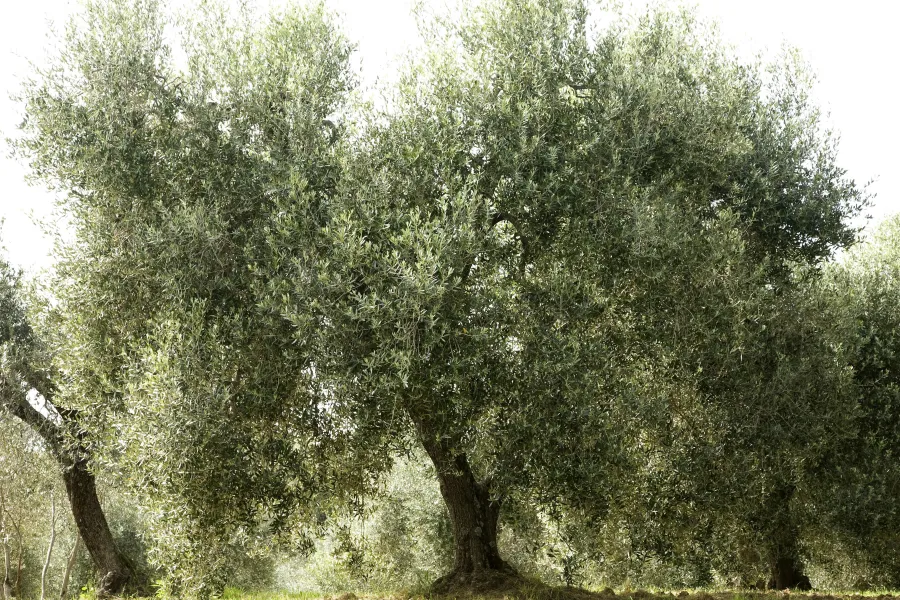 Large olive trees with dense green foliage in a sunlit orchard on grassy soil under a bright sky