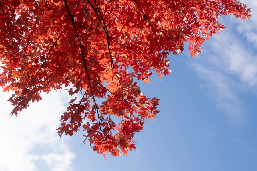 Bright red autumn maple leaves against a clear blue sky with scattered white clouds.