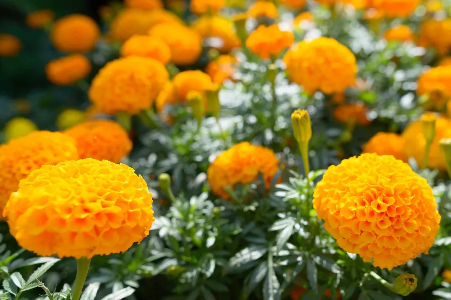 Bright orange marigold flowers blooming in a garden with green foliage in daylight.