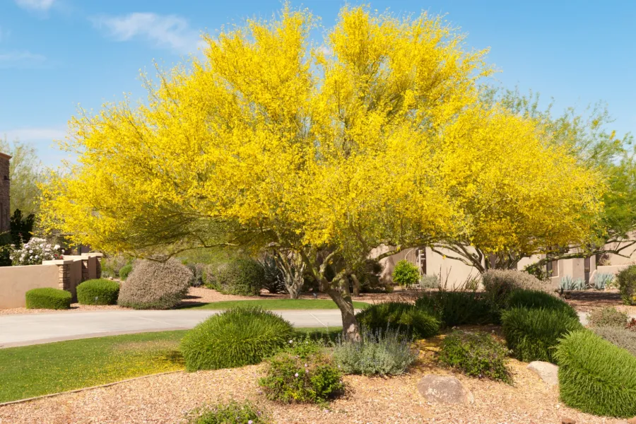 Desert landscape with a vibrant yellow flowering tree surrounded by shrubs under a clear blue sky.