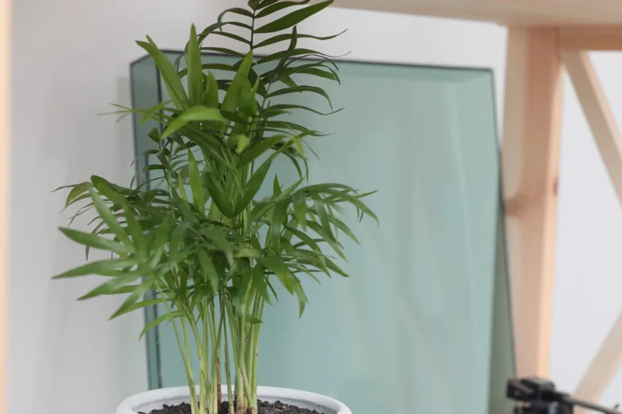 Indoor green potted plant next to a vintage wooden turntable on a light wooden shelf