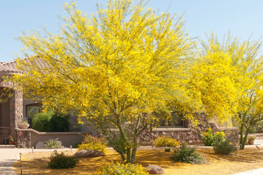 Desert home landscaping with yellow blooming trees, an American flag, and a stone pathway under clear blue sky.