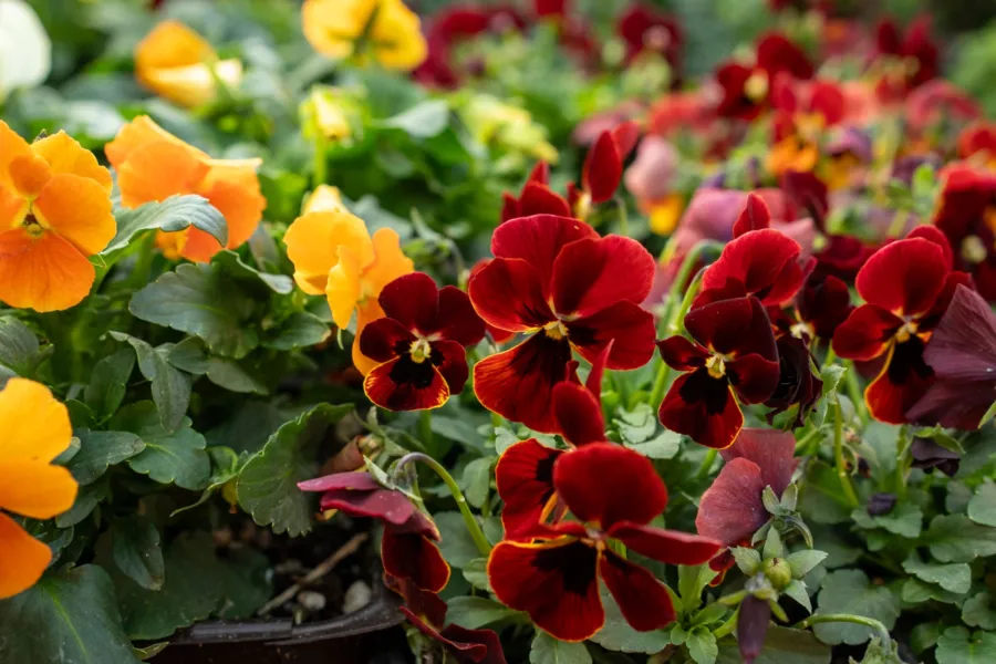 Bright red and yellow pansy flowers blooming in a lush garden bed with green foliage in soft sunlight.