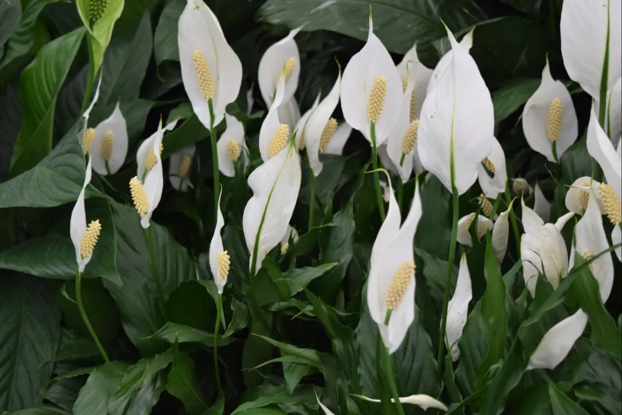 Cluster of white peace lily flowers with green leaves in a natural garden setting