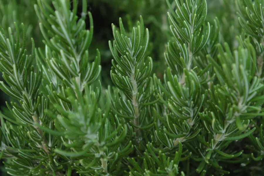 Close-up of fresh green rosemary leaves with needle-like texture in natural light.