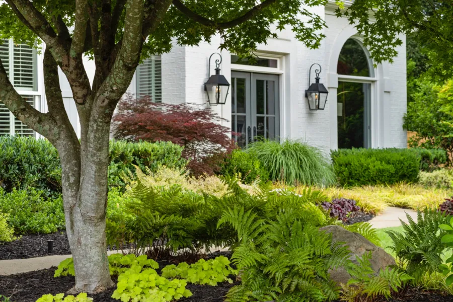 Lush green garden with ferns, shrubs, and a large tree in front of a white house with lanterns and windows.