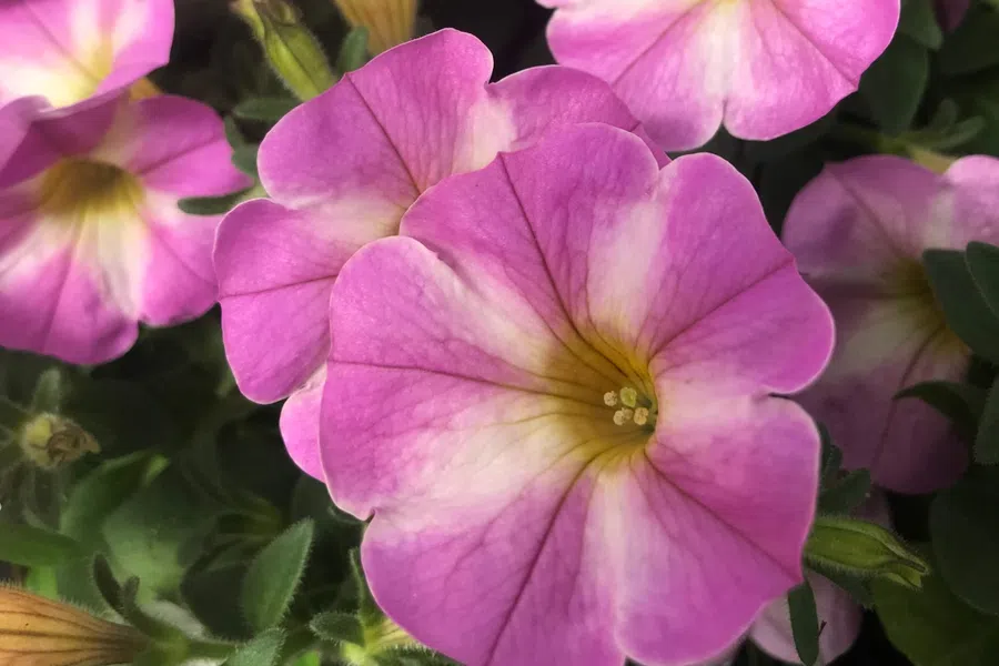 Close-up of vibrant pink petunias with soft yellow centers surrounded by green leaves in natural light.