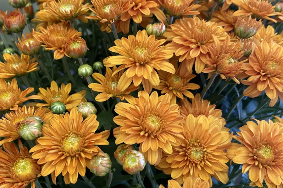 Bright orange chrysanthemums cluster in full bloom with green buds and dark leaves in natural light.