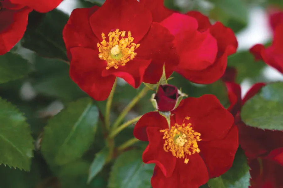 Bright red wild roses with yellow stamens surrounded by green leaves in natural outdoor setting.
