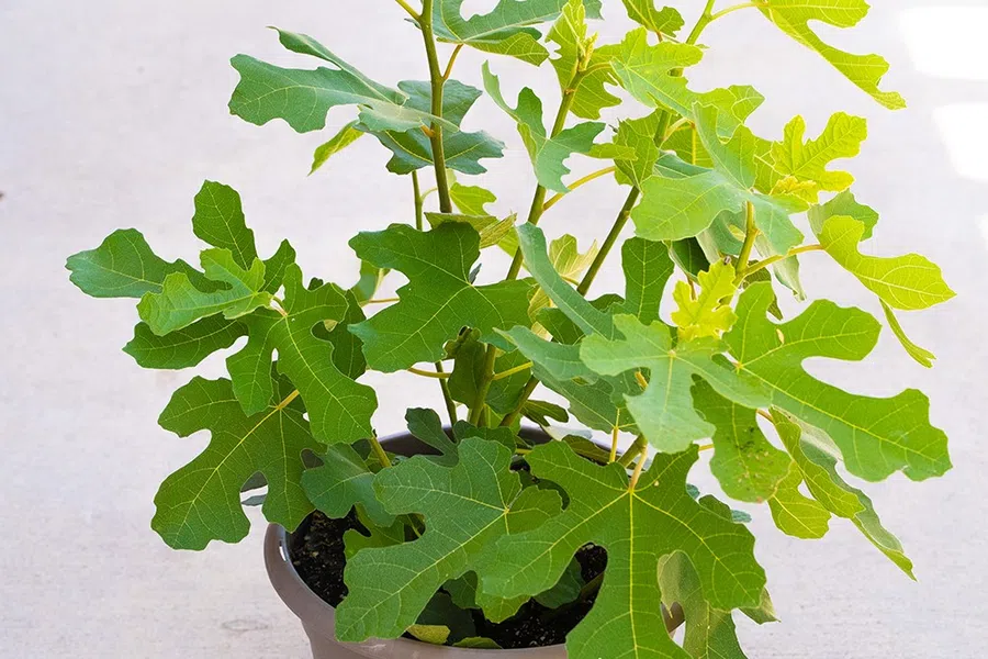 Healthy fig tree with green lobed leaves growing in a brown pot on a concrete floor indoors.