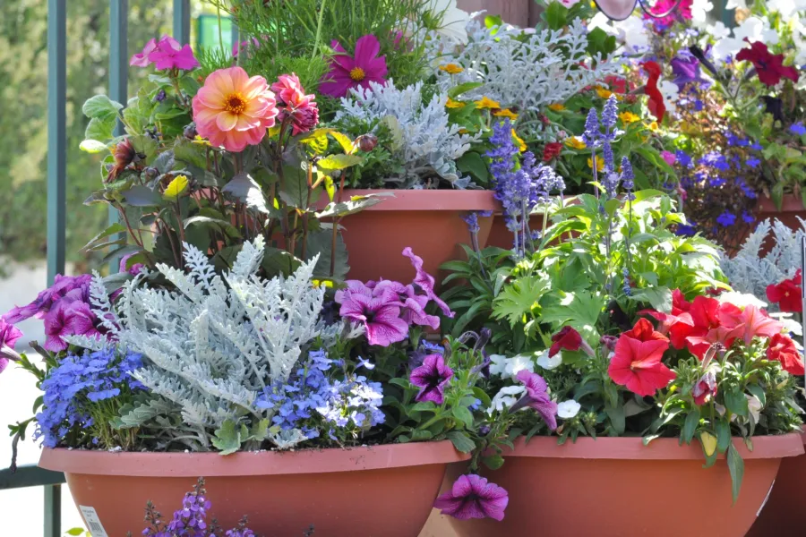 Colorful mixed flower arrangements in large terracotta pots on display outdoors in bright sunlight.