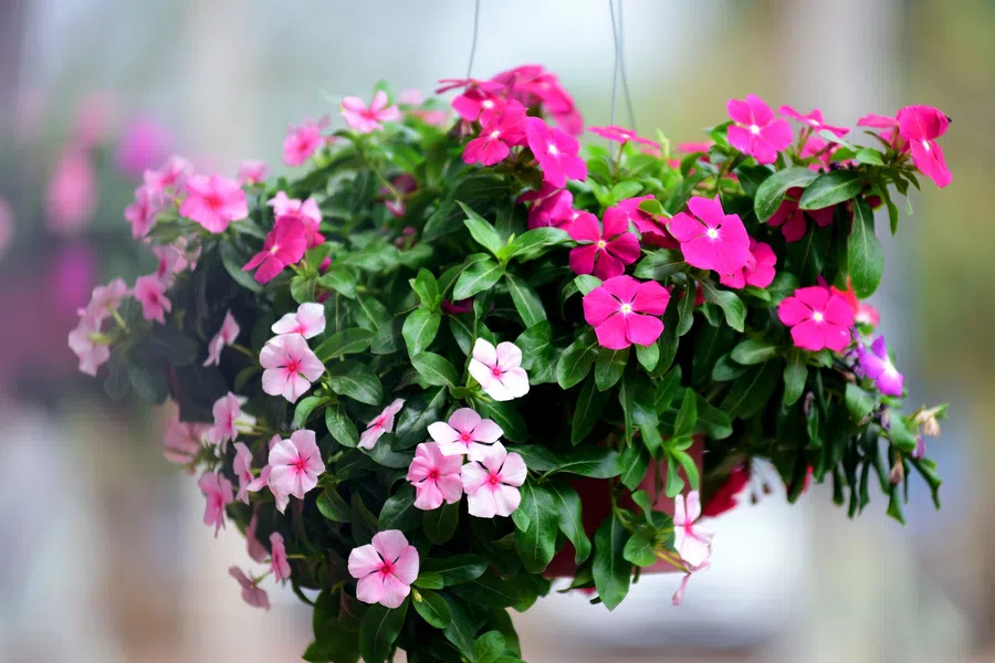 Vibrant pink and light pink Catharanthus flowers in a lush green hanging basket outdoors.