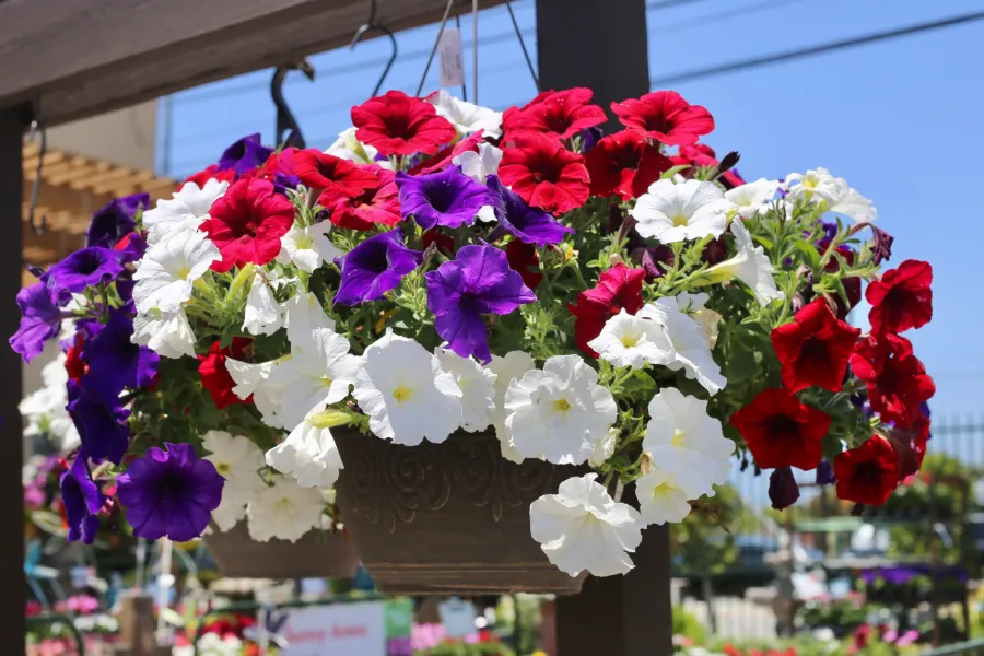Hanging basket of vibrant red, white, and purple petunias blooming under a wooden pergola on a sunny day.