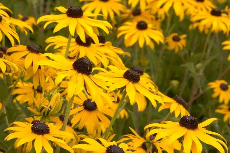 Field of vibrant yellow Black-eyed Susan flowers with dark brown centers blooming in green foliage.
