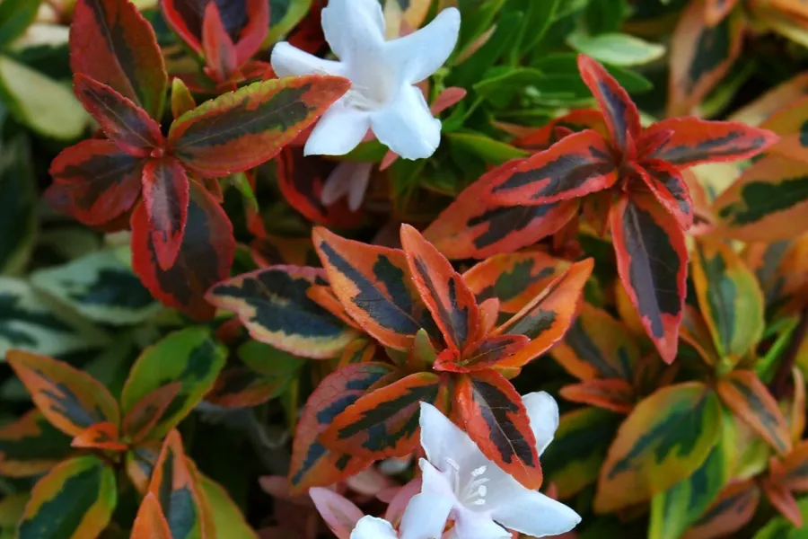 Close-up of vibrant orange, green, and yellow leaves with delicate white flowers in a garden setting.