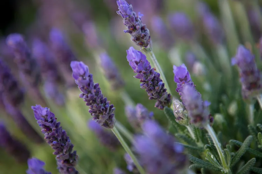 Close-up of blooming purple lavender flowers with green foliage in soft natural light.
