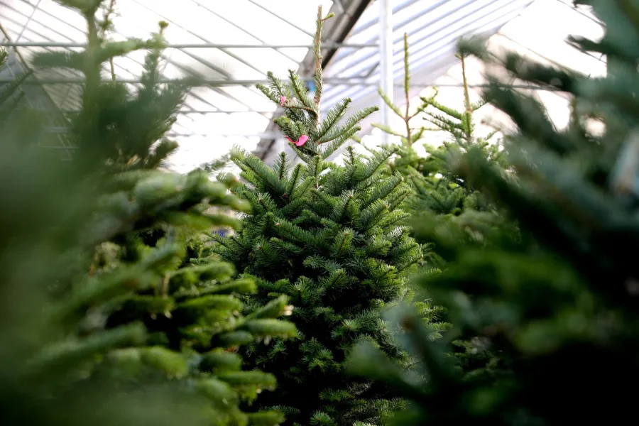 Fresh green Christmas trees lined up inside a bright greenhouse ready for sale during the holiday season.