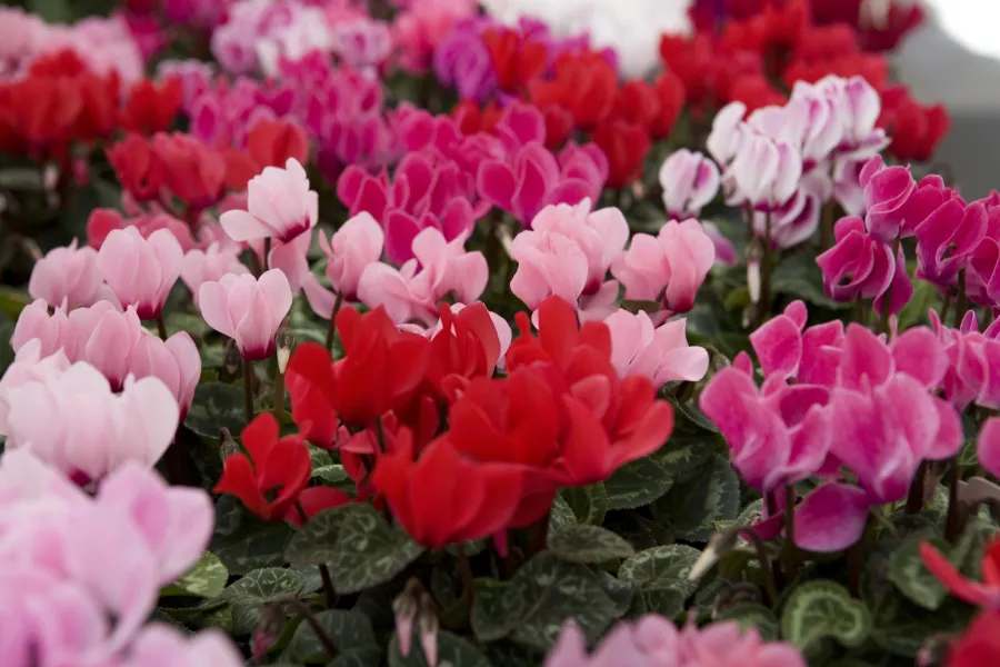 Vibrant red, pink, and purple cyclamen flowers blooming densely with green foliage in a garden setting