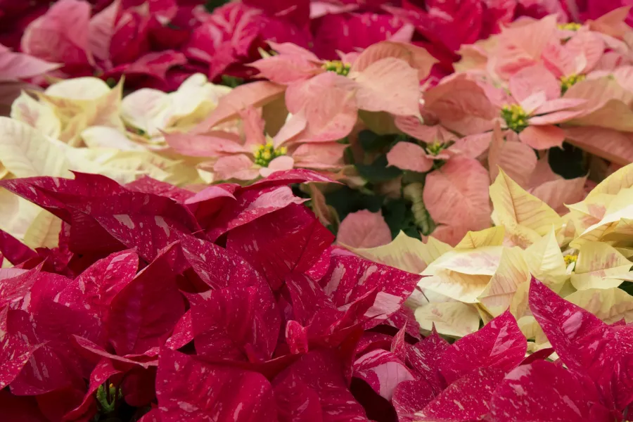 Close-up of red, pink, and cream poinsettia flowers with vibrant green foliage in the background.