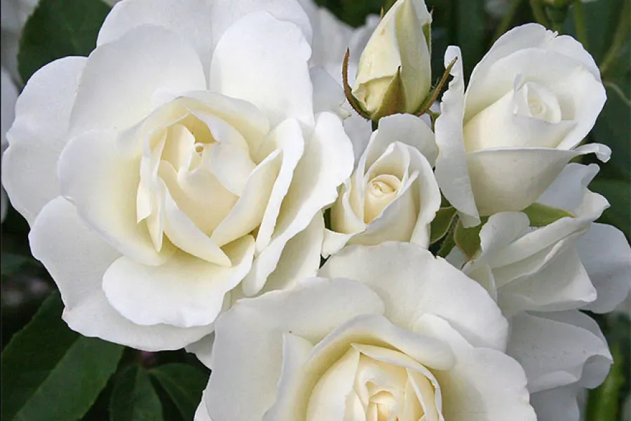 Cluster of blooming white roses with soft petals and green leaves in natural light.
