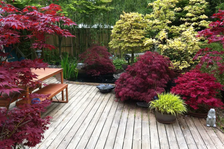Wooden deck garden with vibrant red and yellow Japanese maple trees and green plants in pots during daytime.