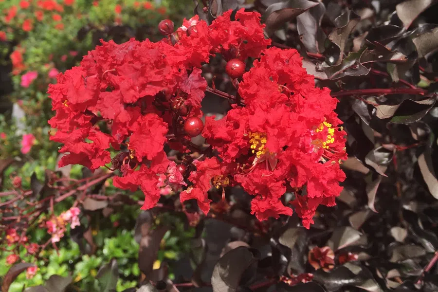Close-up of vibrant red crepe myrtle flowers with dark purple leaves in a greenhouse setting.