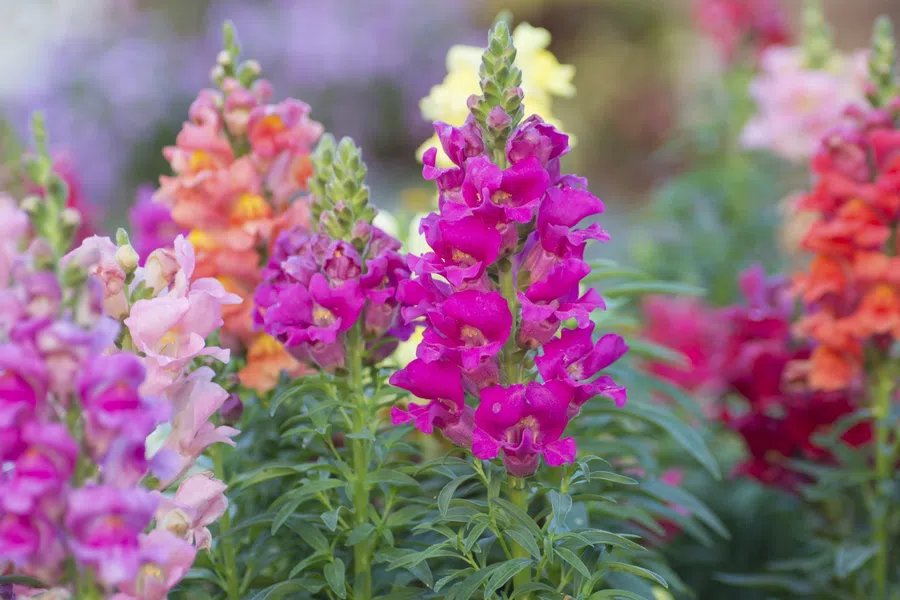 Bright pink, orange, and purple snapdragon flowers blooming in a colorful garden setting.