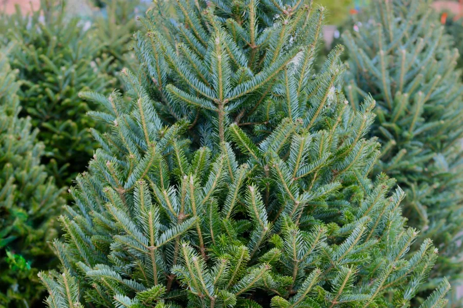 Fresh green fir Christmas tree with dense branches displayed outdoors for sale.