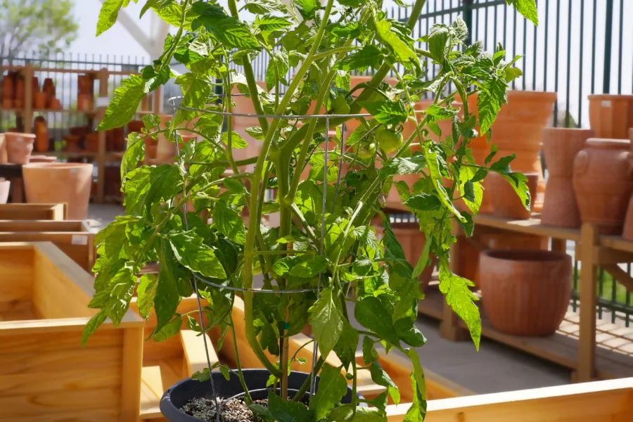 Potted tomato plant with green leaves and yellow flowers in a garden center under a white pergola.