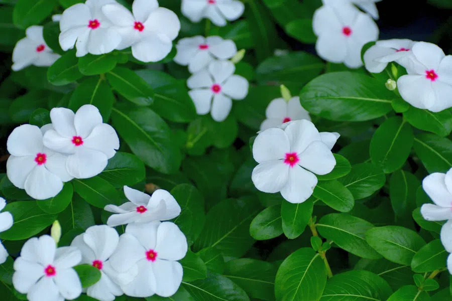 Cluster of white periwinkle flowers with pink centers surrounded by green leaves in natural light.